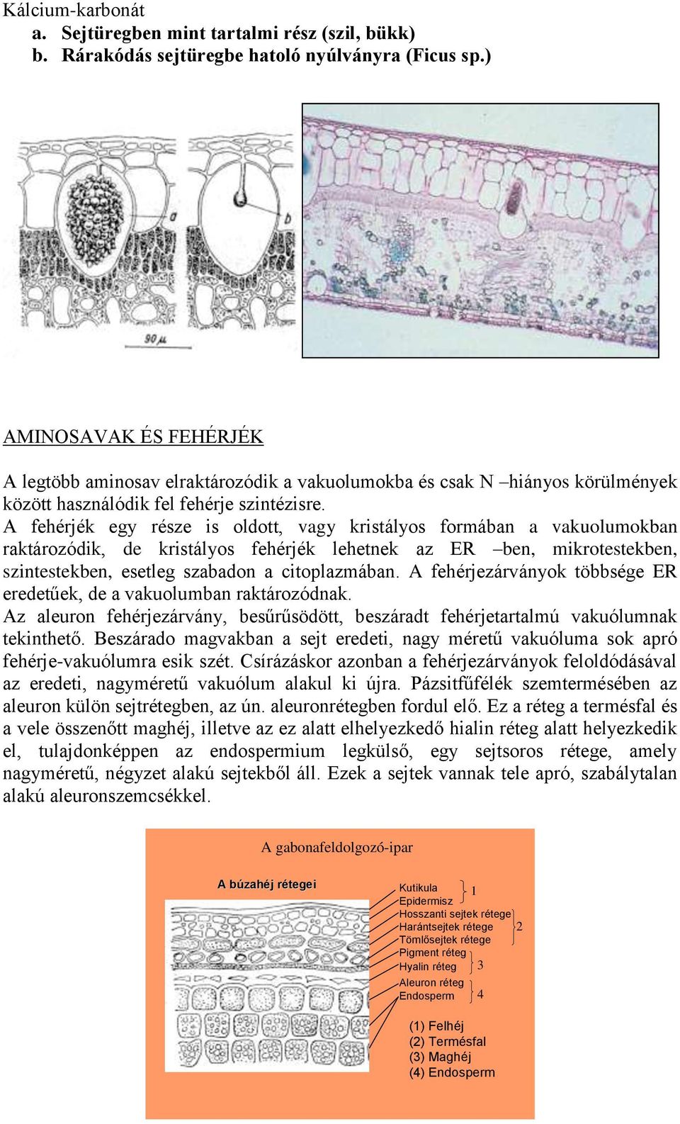 A fehérjék egy része is oldott, vagy kristályos formában a vakuolumokban raktározódik, de kristályos fehérjék lehetnek az ER ben, mikrotestekben, szintestekben, esetleg szabadon a citoplazmában.