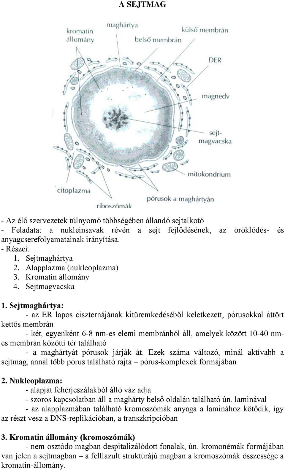 Sejtmaghártya: - az ER lapos ciszternájának kitüremkedéséből keletkezett, pórusokkal áttört kettős membrán - két, egyenként 6-8 nm-es elemi membránból áll, amelyek között 10-40 nmes membrán közötti