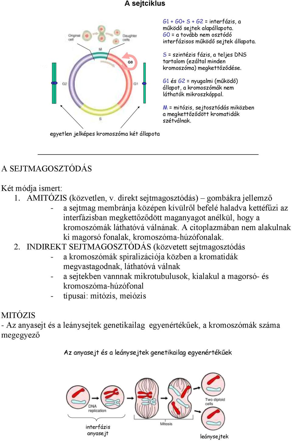 M = mitózis, sejtosztódás miközben a megkettőződött kromatidák szétválnak. egyetlen jelképes kromoszóma két állapota A SEJTMAGOSZTÓDÁS Két módja ismert: 1. AMITÓZIS (közvetlen, v.