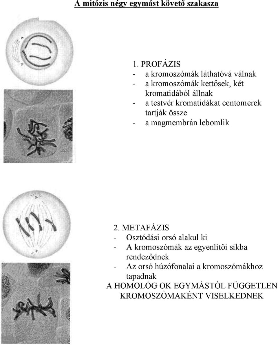 testvér kromatidákat centomerek tartják össze - a magmembrán lebomlik 2.