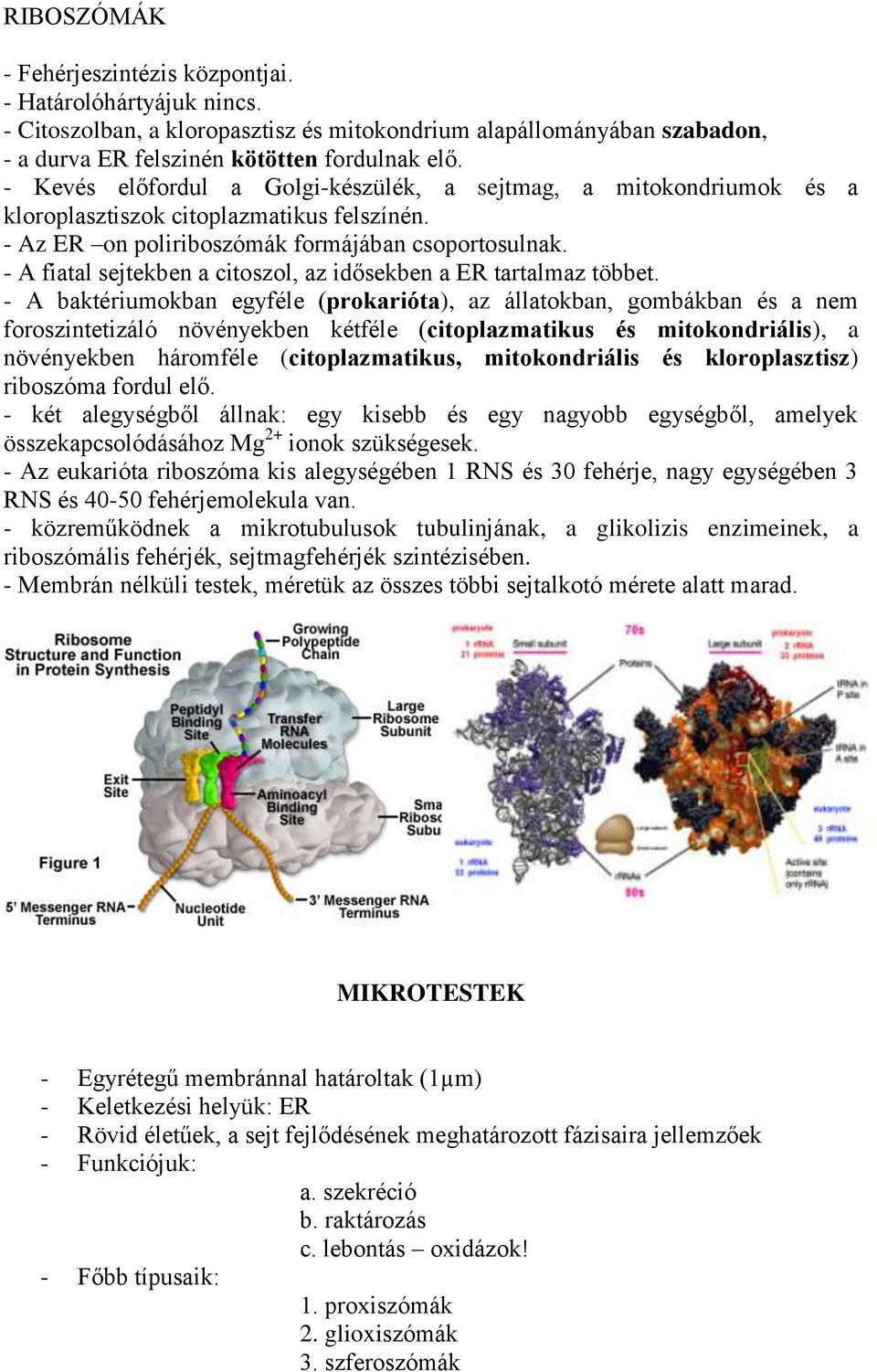 - A fiatal sejtekben a citoszol, az idősekben a ER tartalmaz többet.