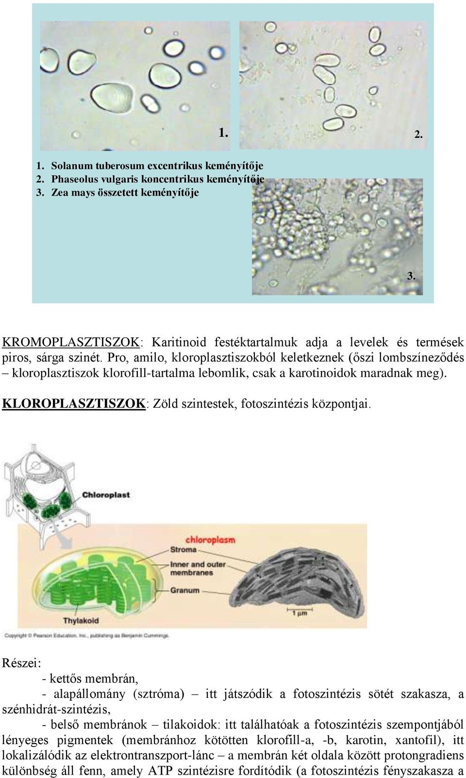 Pro, amilo, kloroplasztiszokból keletkeznek (őszi lombszíneződés kloroplasztiszok klorofill-tartalma lebomlik, csak a karotinoidok maradnak meg).