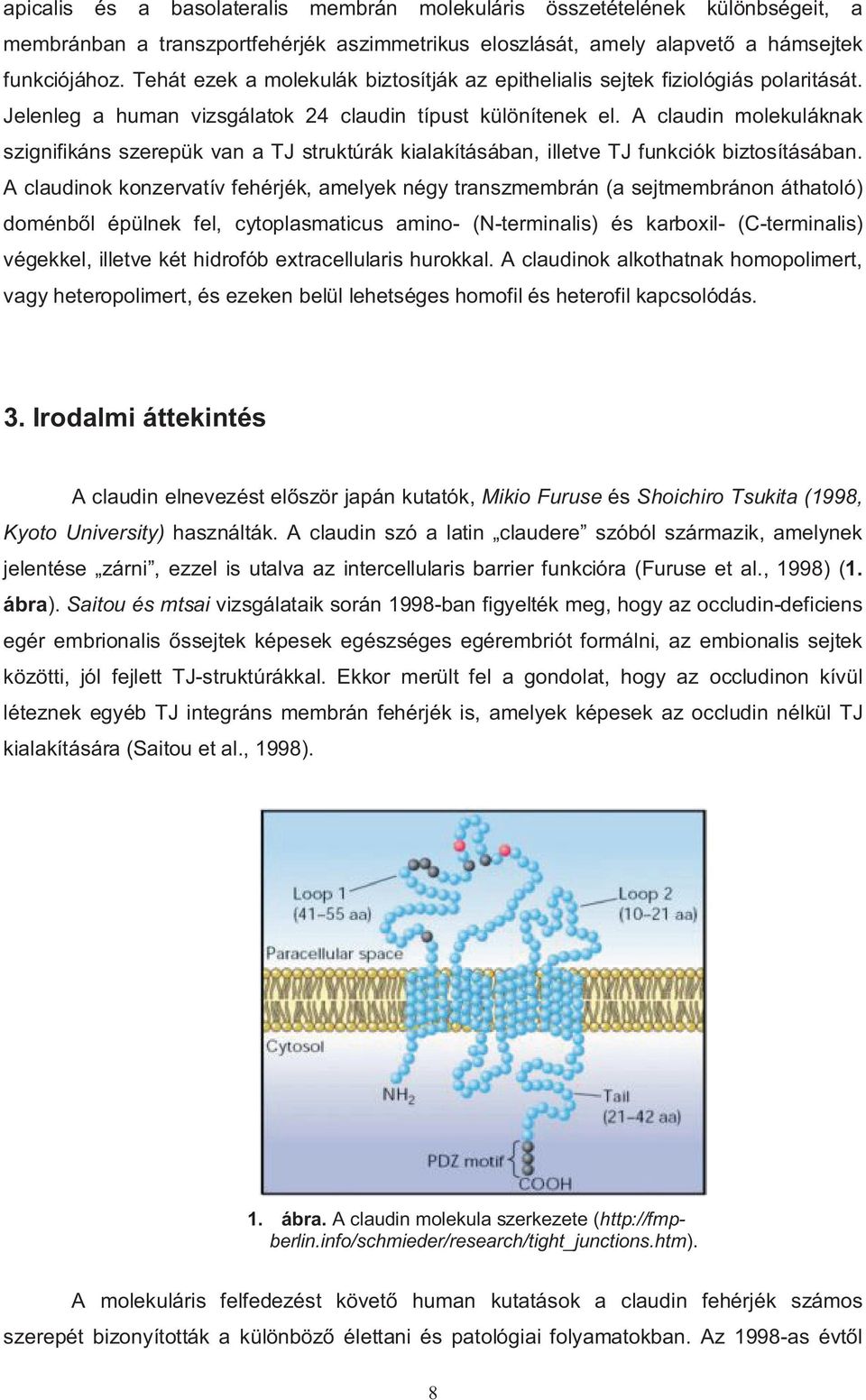 A claudin molekuláknak szignifikáns szerepük van a TJ struktúrák kialakításában, illetve TJ funkciók biztosításában.