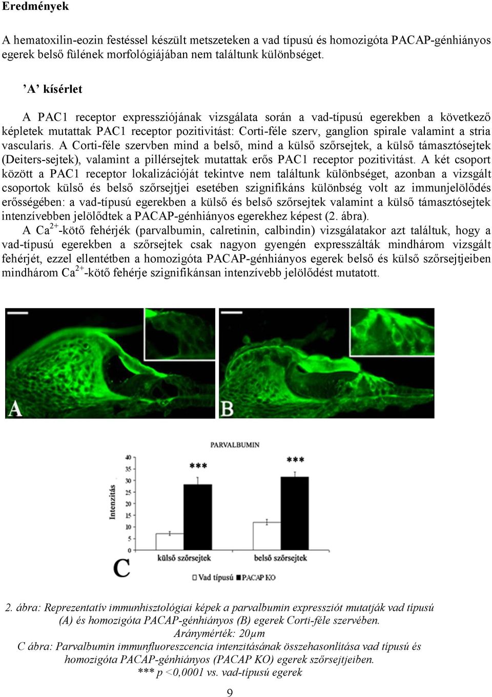 vascularis. A Corti-féle szervben mind a belső, mind a külső szőrsejtek, a külső támasztósejtek (Deiters-sejtek), valamint a pillérsejtek mutattak erős PAC1 receptor pozitivitást.