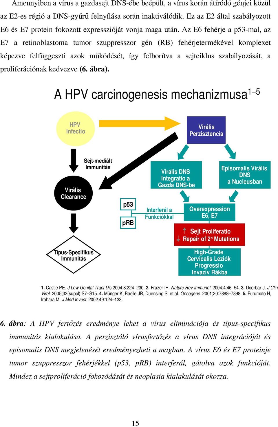 Az E6 fehérje a p53-mal, az E7 a retinoblastoma tumor szuppresszor gén (RB) fehérjetermékével komplexet képezve felfüggeszti azok mőködését, így felborítva a sejtciklus szabályozását, a