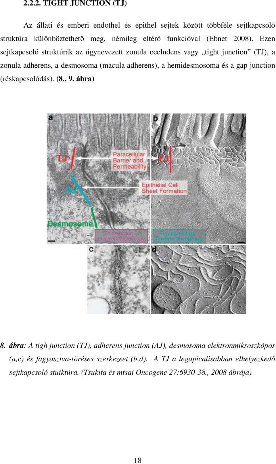 Ezen sejtkapcsoló struktúrák az úgynevezett zonula occludens vagy tight junction (TJ), a zonula adherens, a desmosoma (macula adherens), a hemidesmosoma és