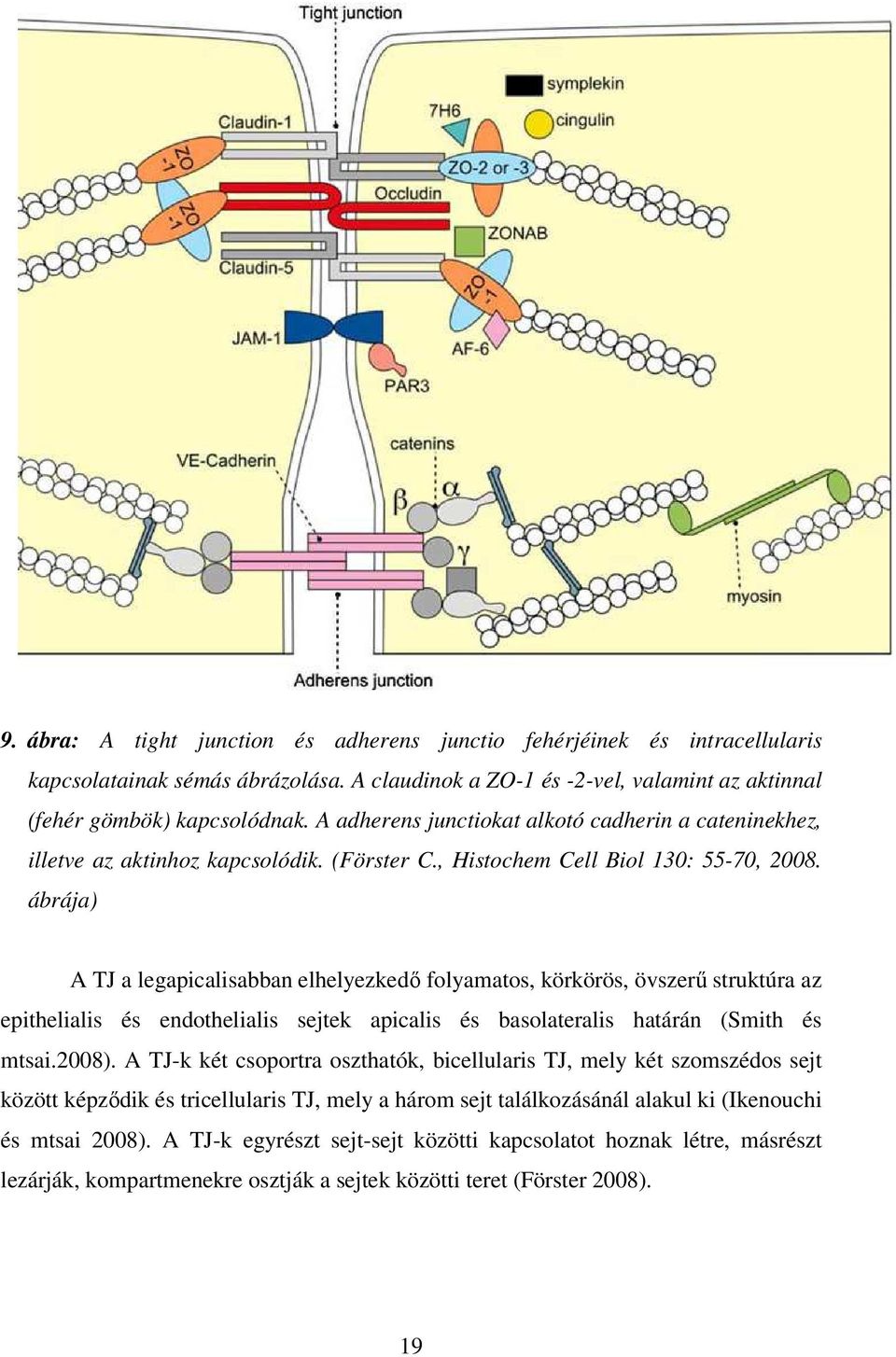 ábrája) A TJ a legapicalisabban elhelyezkedı folyamatos, körkörös, övszerő struktúra az epithelialis és endothelialis sejtek apicalis és basolateralis határán (Smith és mtsai.2008).