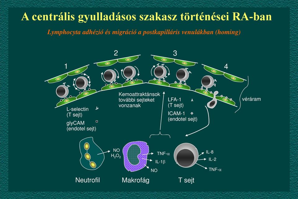 glycam (endotel sejt) Kemoattraktánsok további sejteket vonzanak LFA-1 (T sejt)