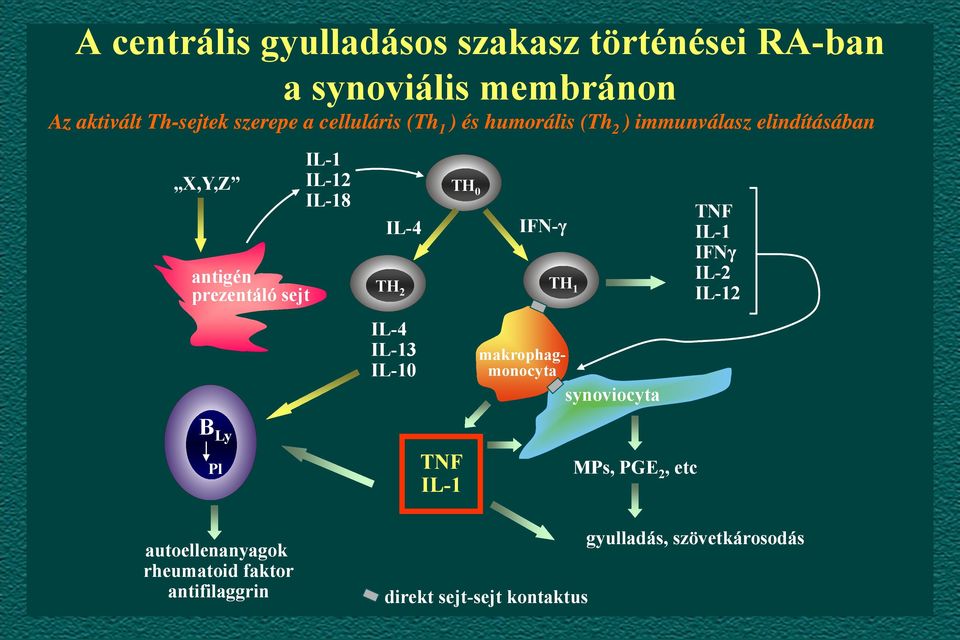 IL-4 TH 2 TH 0 IFN-γ TH 1 TNF IL-1 IFNγ IL-2 IL-12 IL-4 IL-13 IL-10 makrophagmonocyta synoviocyta B Ly Pl TNF