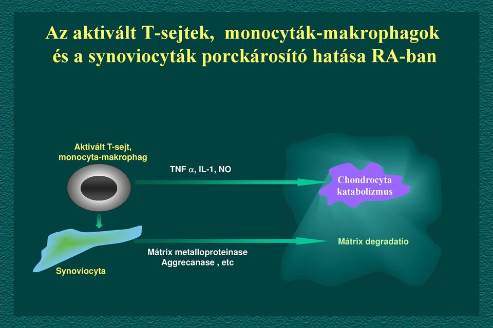 monocyta-makrophag TNF, IL-1, NO Chondrocyta katabolizmus