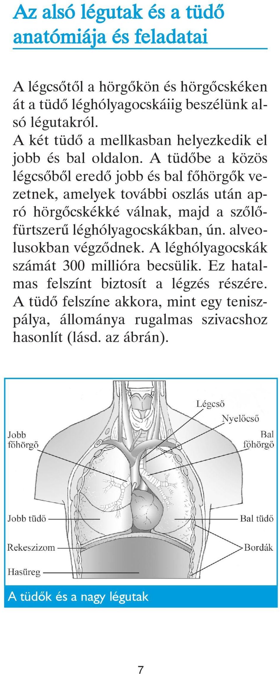 A tüdôbe a közös légcsôbôl eredô jobb és bal fôhörgôk vezetnek, amelyek további oszlás után apró hörgôcskékké válnak, majd a szôlôfürtszerû