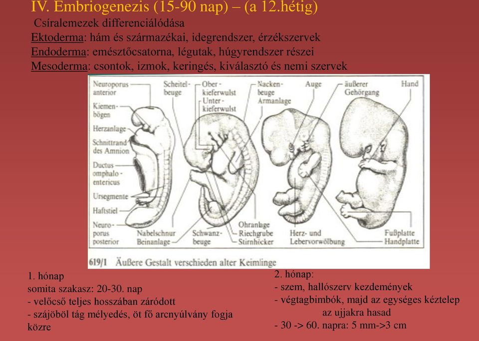 légutak, húgyrendszer részei Mesoderma: csontok, izmok, keringés, kiválasztó és nemi szervek 1. hónap somita szakasz: 20-30.