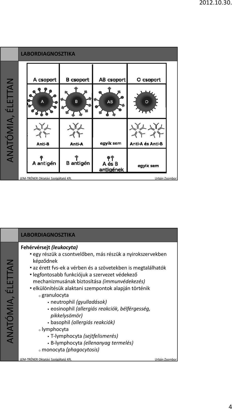 elkülönítésük alaktani szempontok alapján történik o granulocyta neutrophil (gyulladások) eosinophil(allergiás reakciók,