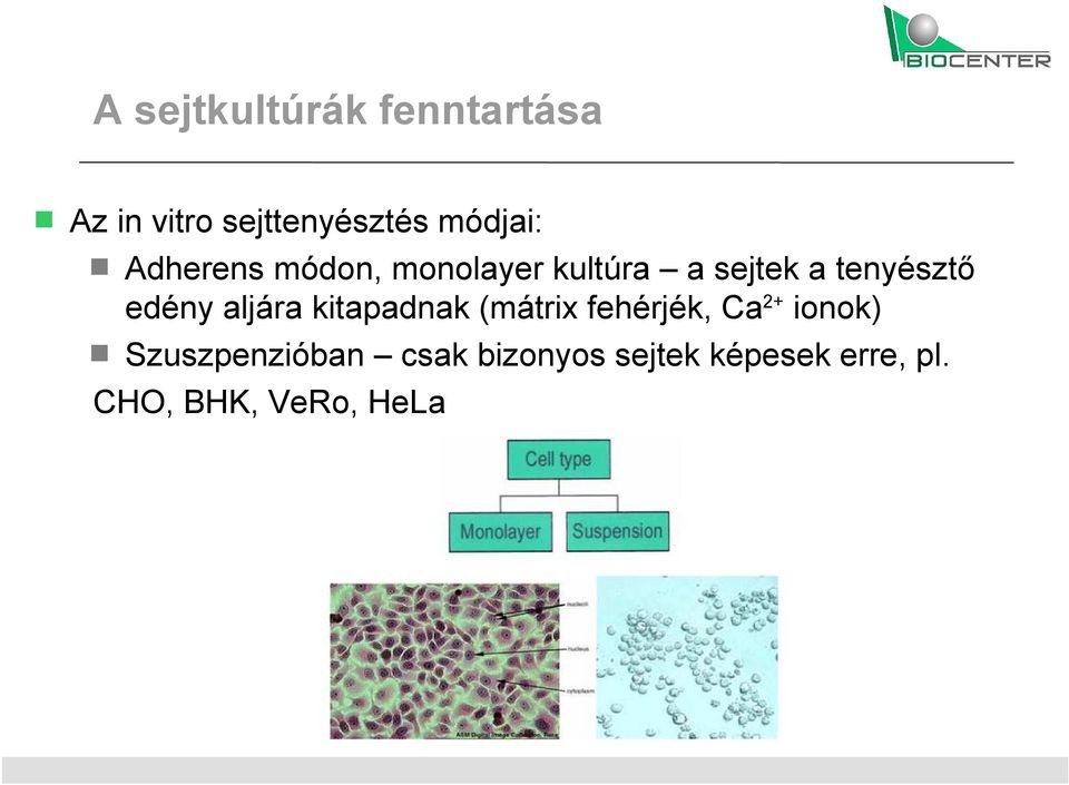 aljára kitapadnak (mátrix fehérjék, Ca 2+ ionok)