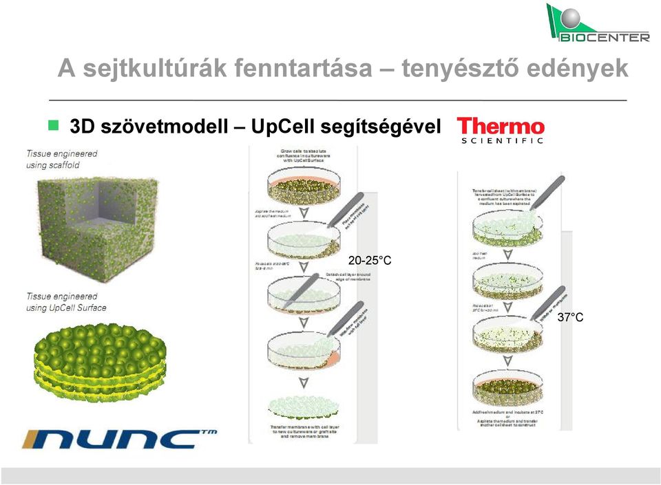 edények 3D szövetmodell