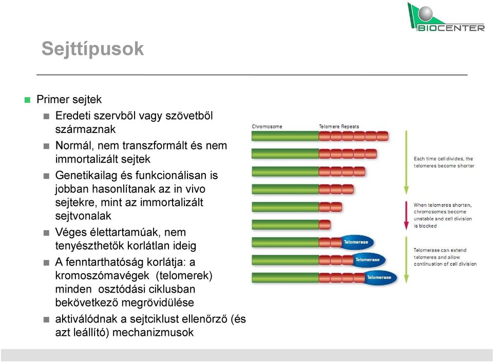 Véges élettartamúak, nem tenyészthetők korlátlan ideig A fenntarthatóság korlátja: a kromoszómavégek (telomerek)