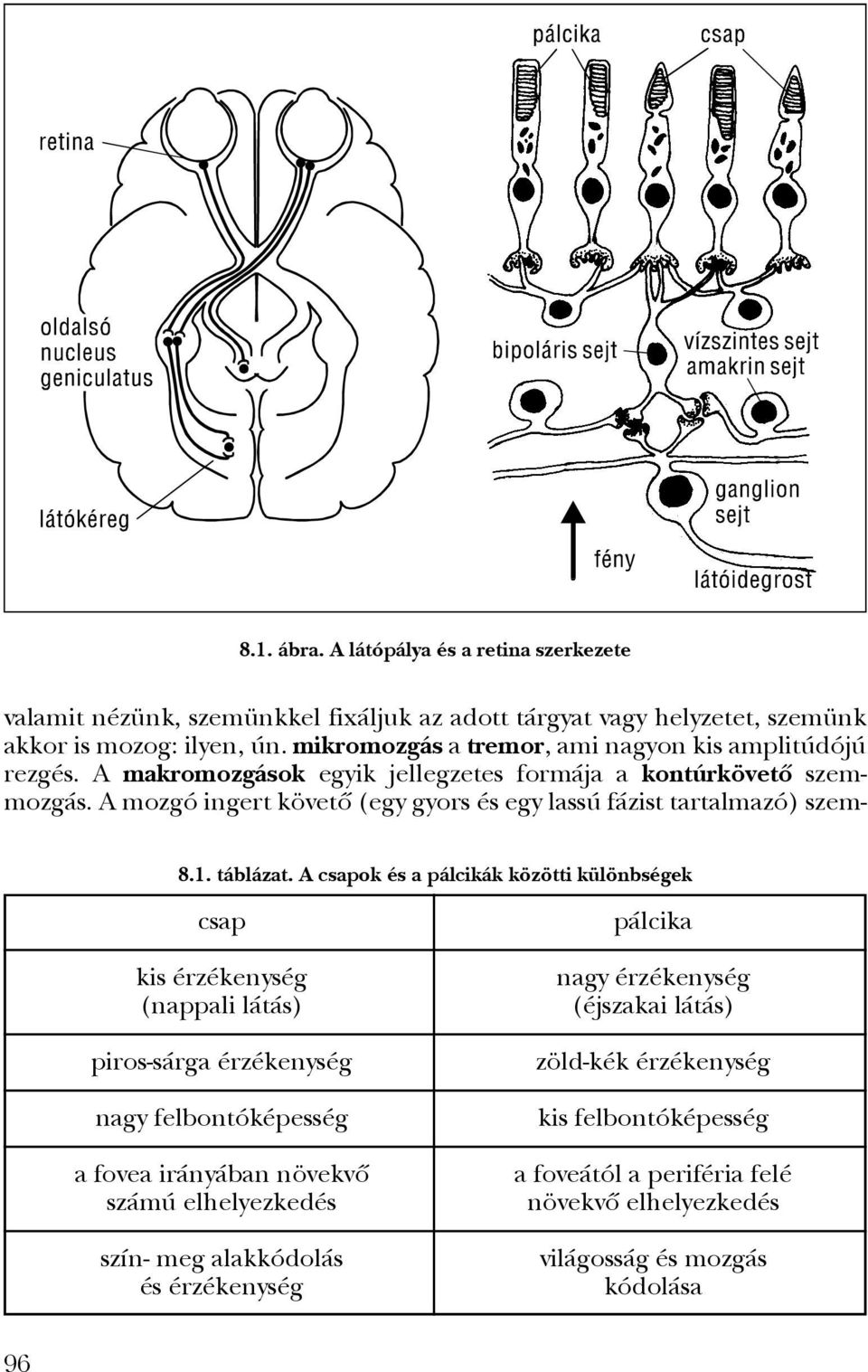 A mozgó ingert követô (egy gyors és egy lassú fázist tartalmazó) szem- 8.1. táblázat.