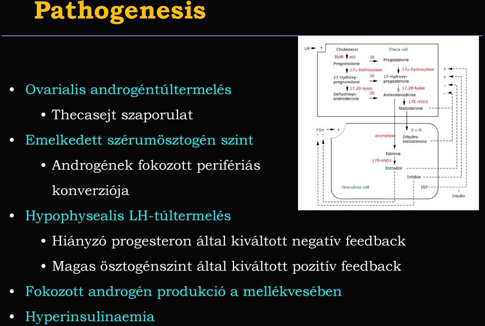 LH-túltermelés Hiányzó progesteron által kiváltott negatív feedback Magas