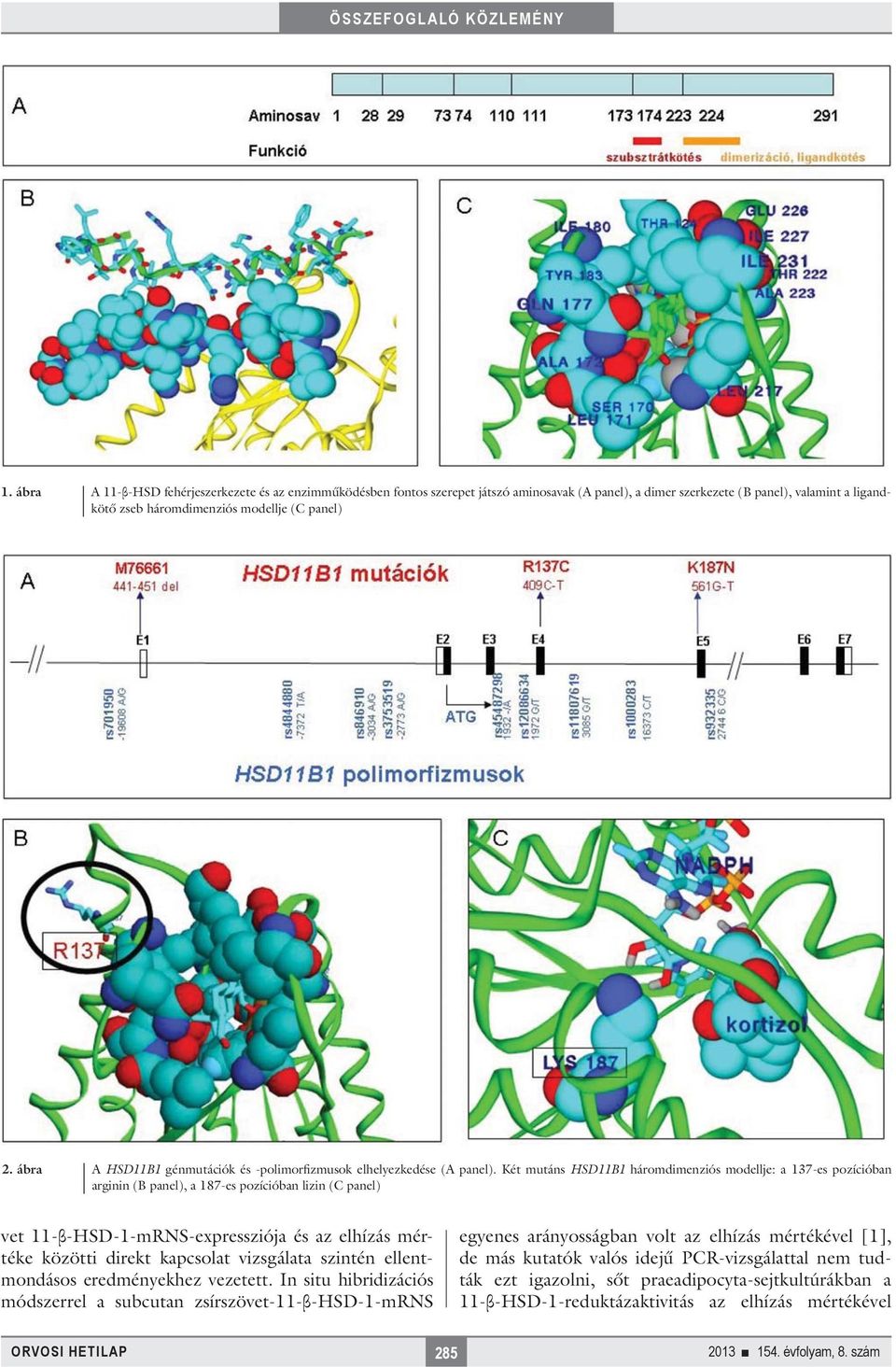 Két mutáns HSD11B1 háromdimenziós modellje: a 137-es pozícióban arginin (B panel), a 187-es pozícióban lizin (C panel) vet 11-β-HSD-1-mRNS-expressziója és az elhízás mértéke közötti direkt kapcsolat