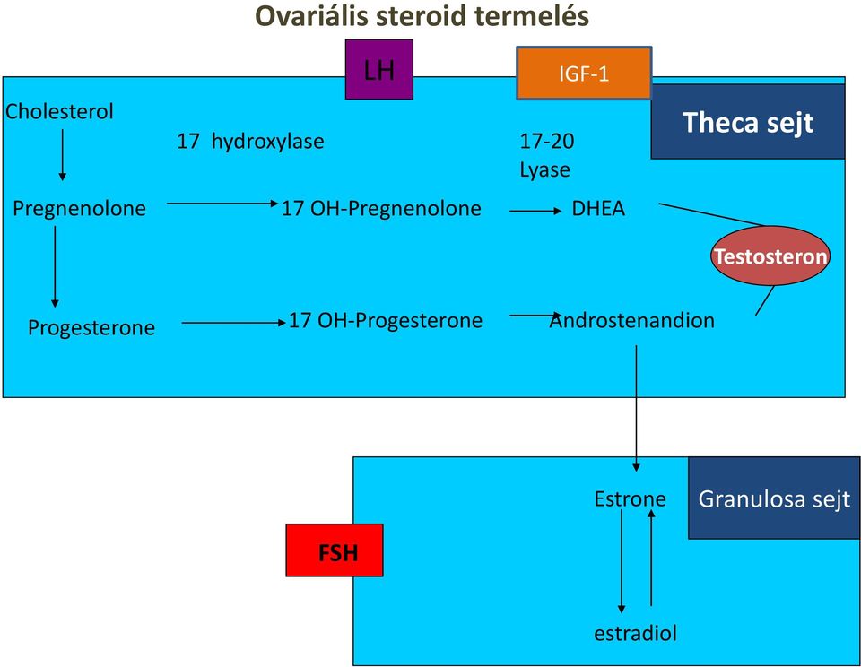 IGF-1 DHEA Theca sejt Testosteron Progesterone 17