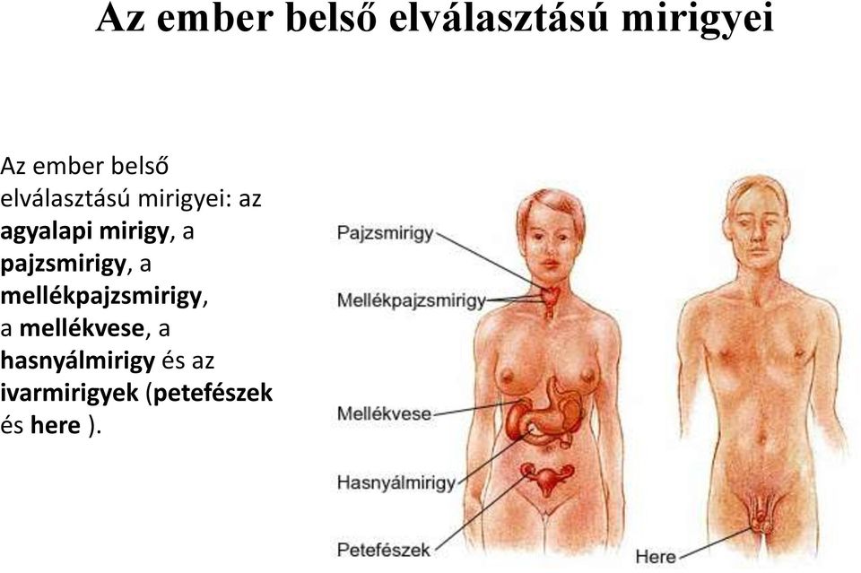 pajzsmirigy, a mellékpajzsmirigy, a mellékvese, a