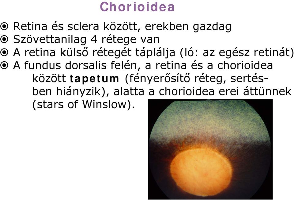 fundus dorsalis felén, a retina és a chorioidea között tapetum