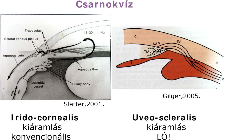 Slatter,2001. Gilger,2005.