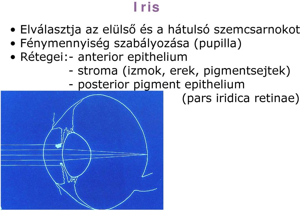 Rétegei:- anterior epithelium - stroma (izmok, erek,