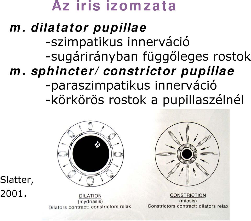 -sugárirányban függőleges rostok m.