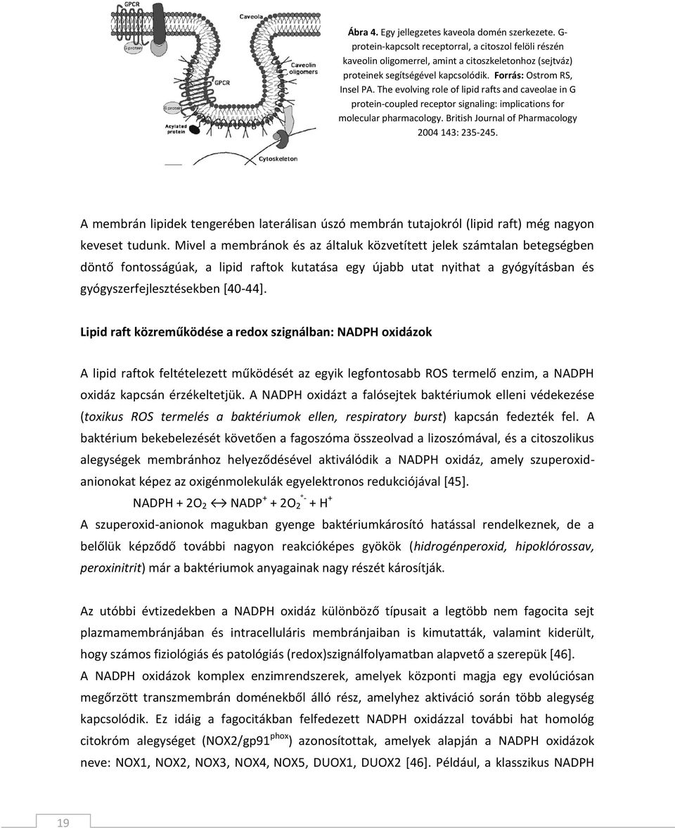 British Journal of Pharmacology 2004 143: 235-245. A membrán lipidek tengerében laterálisan úszó membrán tutajokról (lipid raft) még nagyon keveset tudunk.