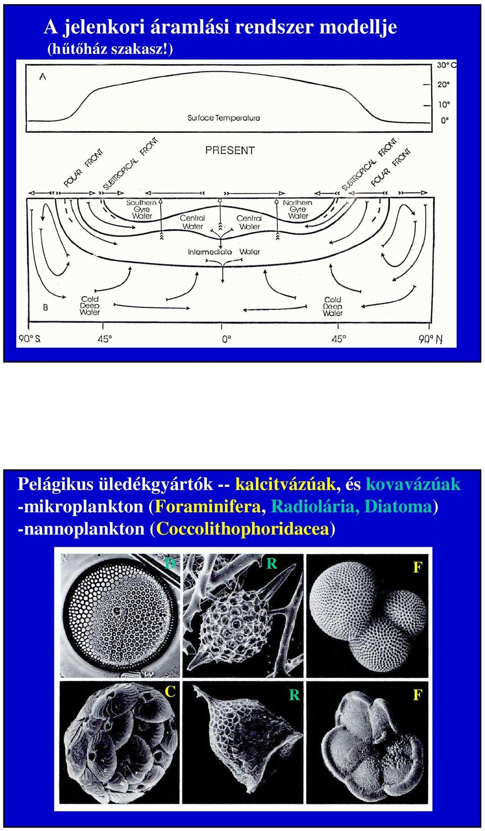 ) Pelágikus üledékgyártók -- kalcitvázúak, és