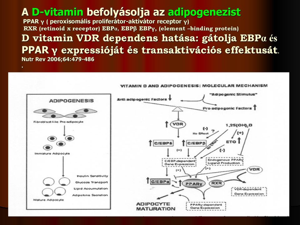 (element binding protein) D vitamin VDR dependens hatása: gátolja EBPα és PPAR γ