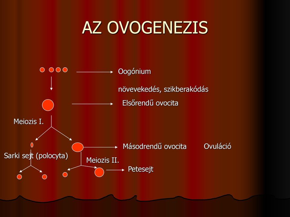 Meiozis I.