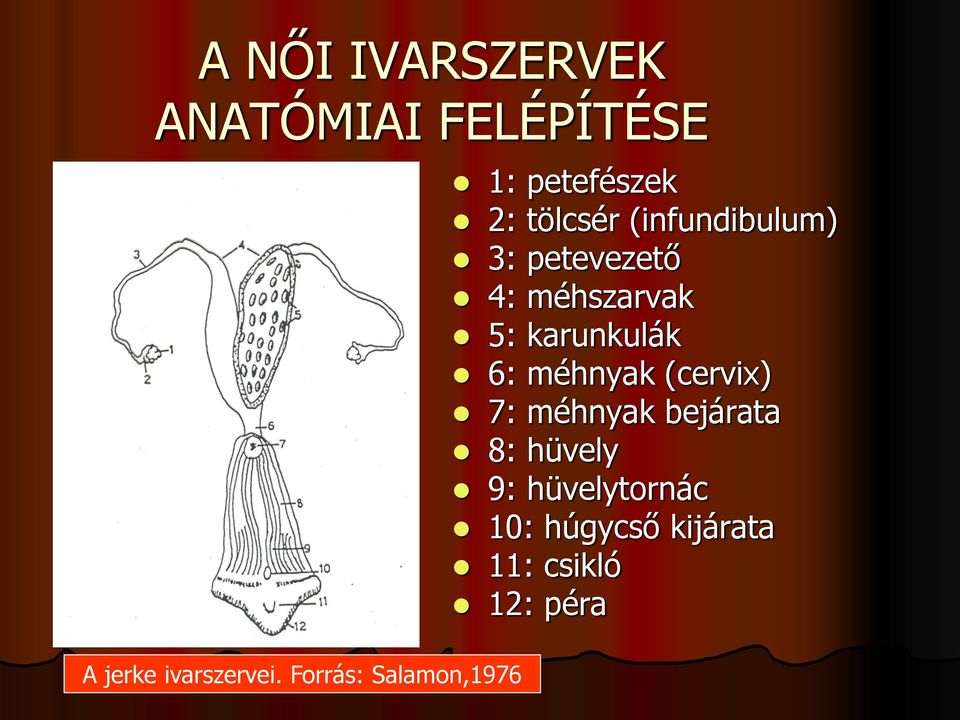 (cervix) 7: méhnyak bejárata 8: hüvely 9: hüvelytornác 10: húgycső