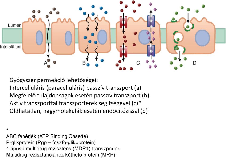 Aktív transzporttal transzporterek segítségével (c)* Oldhatatlan, nagymolekulák esetén endocitózissal (d)