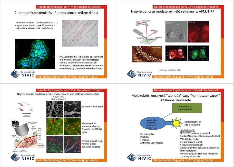 ) származó tumorsejtek, a magok Hoechst festéssel kékre, a sejtmembrán foszforilált EGFreceptorai az antitesthez kötött, 488 nm en emittáló DyLight festéssel zöldre festődnek Kellermayer et al.