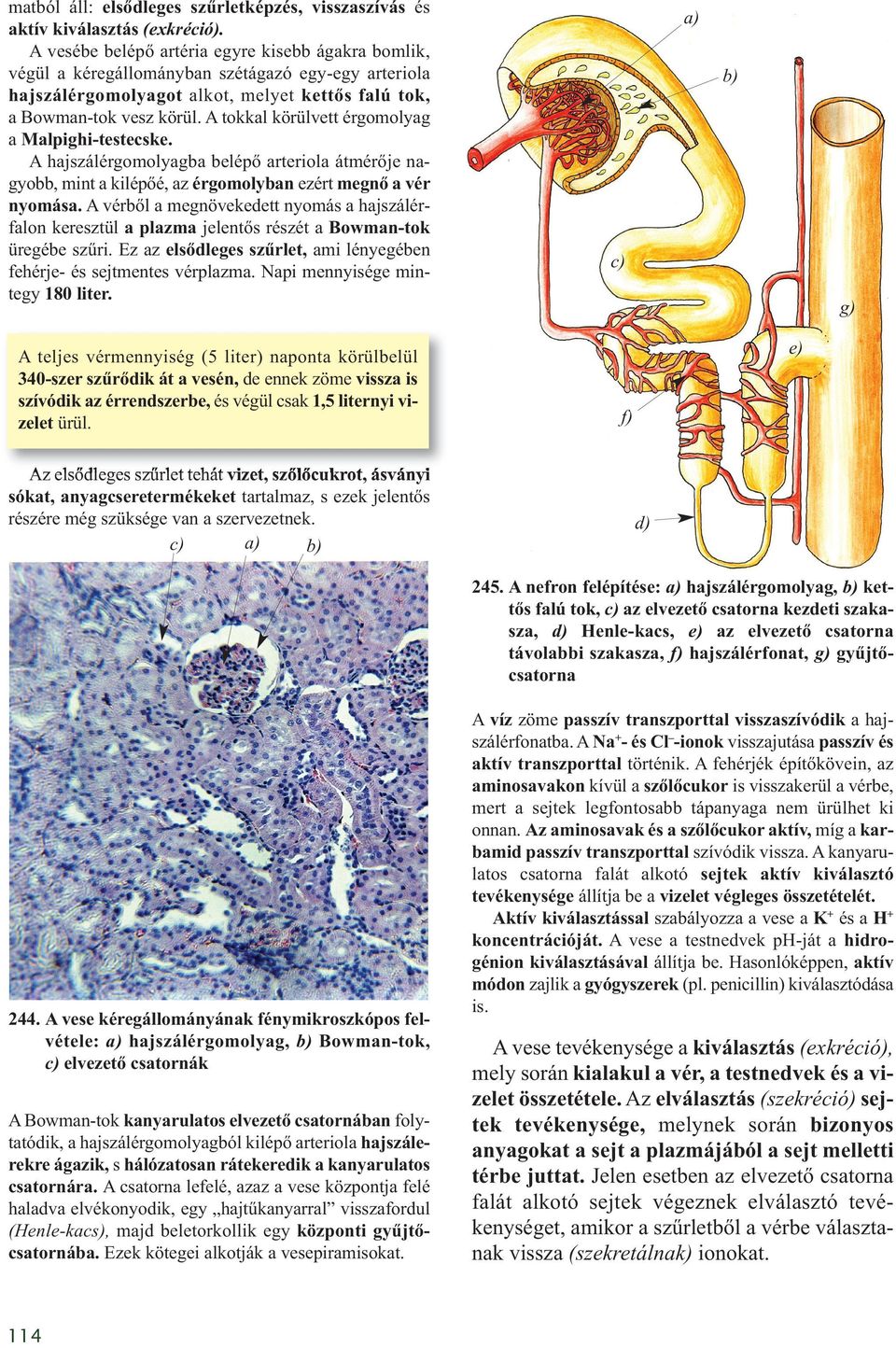 A tokkal körülvett érgomolyag a Malpighi-testecske. A hajszálérgomolyagba belépő arteriola átmérője nagyobb, mint a kilépőé, az érgomolyban ezért megnő a vér nyomása.