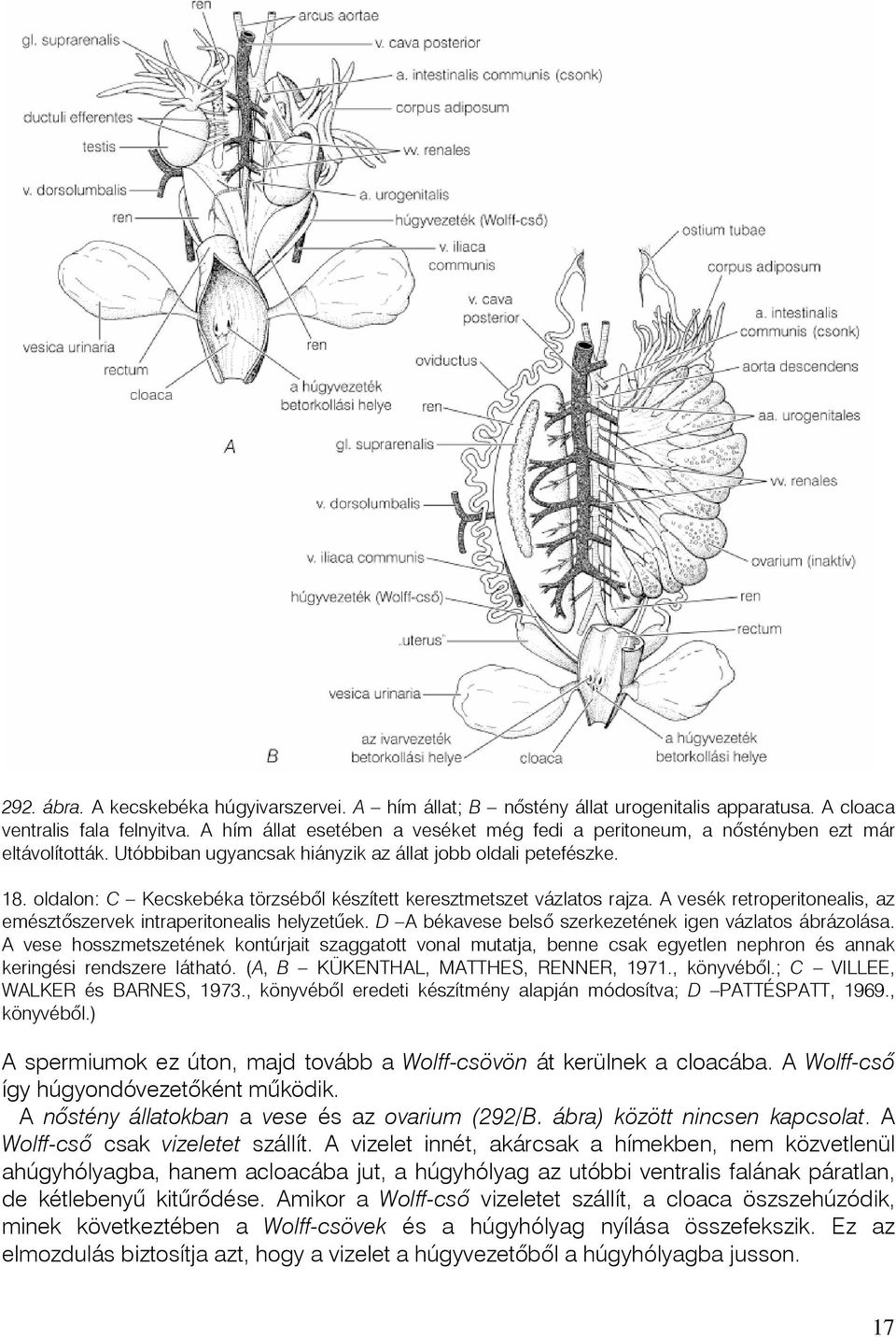 oldalon: C Kecskebéka törzsébõl készített keresztmetszet vázlatos rajza. A vesék retroperitonealis, az emésztõszervek intraperitonealis helyzetûek.