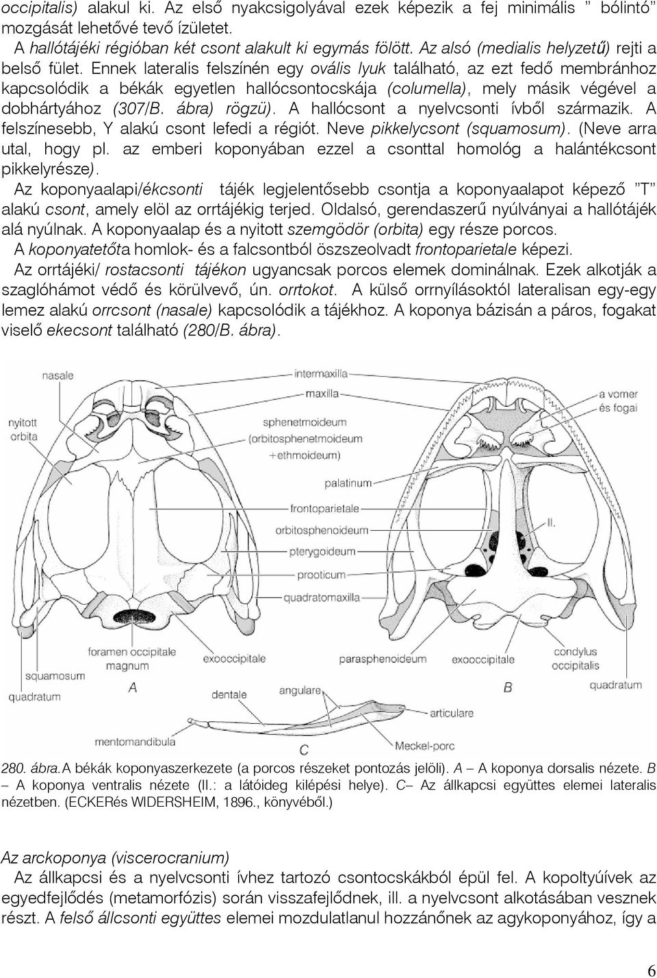 Ennek lateralis felszínén egy ovális lyuk található, az ezt fedõ membránhoz kapcsolódik a békák egyetlen hallócsontocskája (columella), mely másik végével a dobhártyához (307/B. ábra) rögzü).