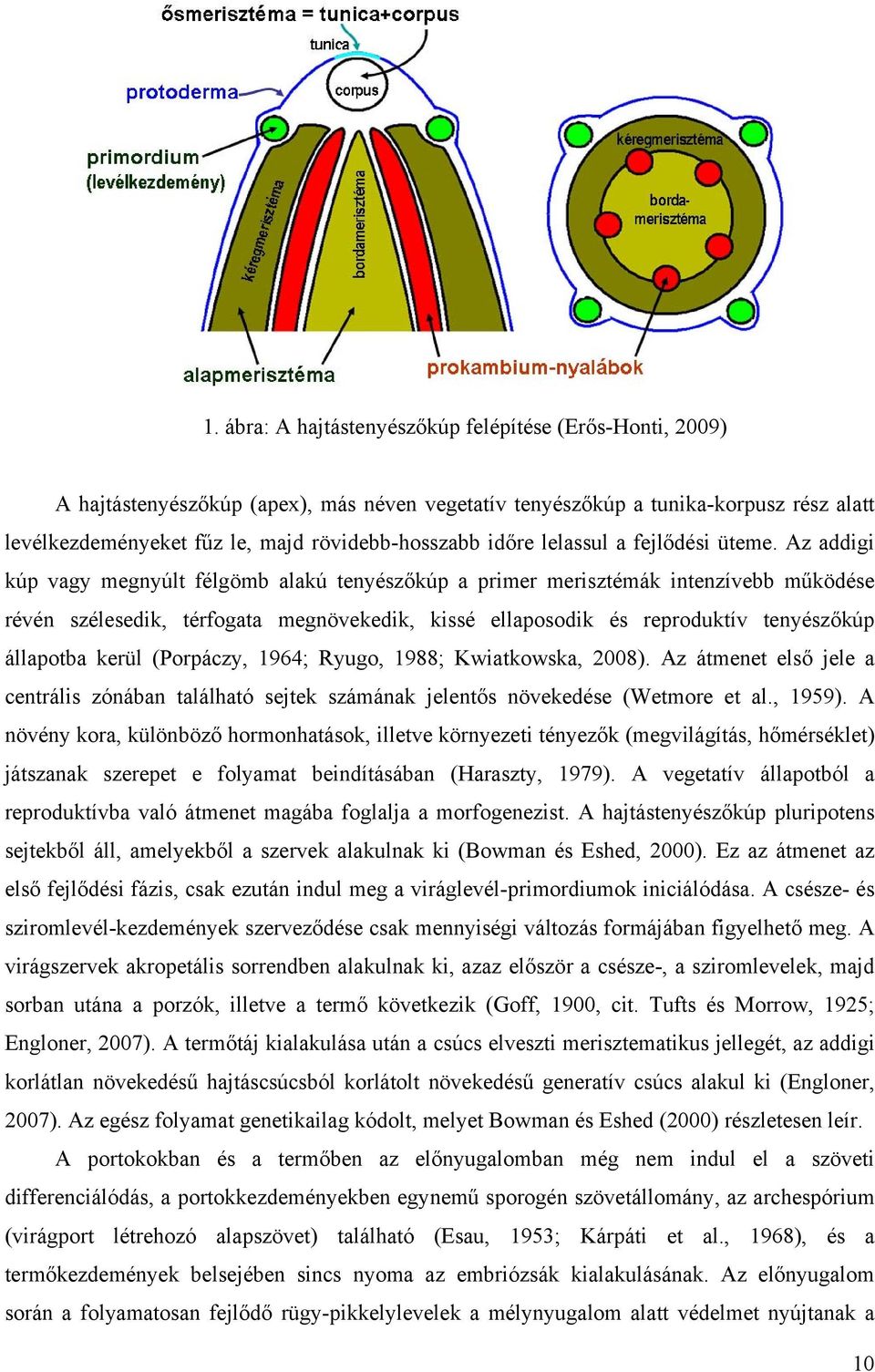 Az addigi kúp vagy megnyúlt félgömb alakú tenyészőkúp a primer merisztémák intenzívebb működése révén szélesedik, térfogata megnövekedik, kissé ellaposodik és reproduktív tenyészőkúp állapotba kerül