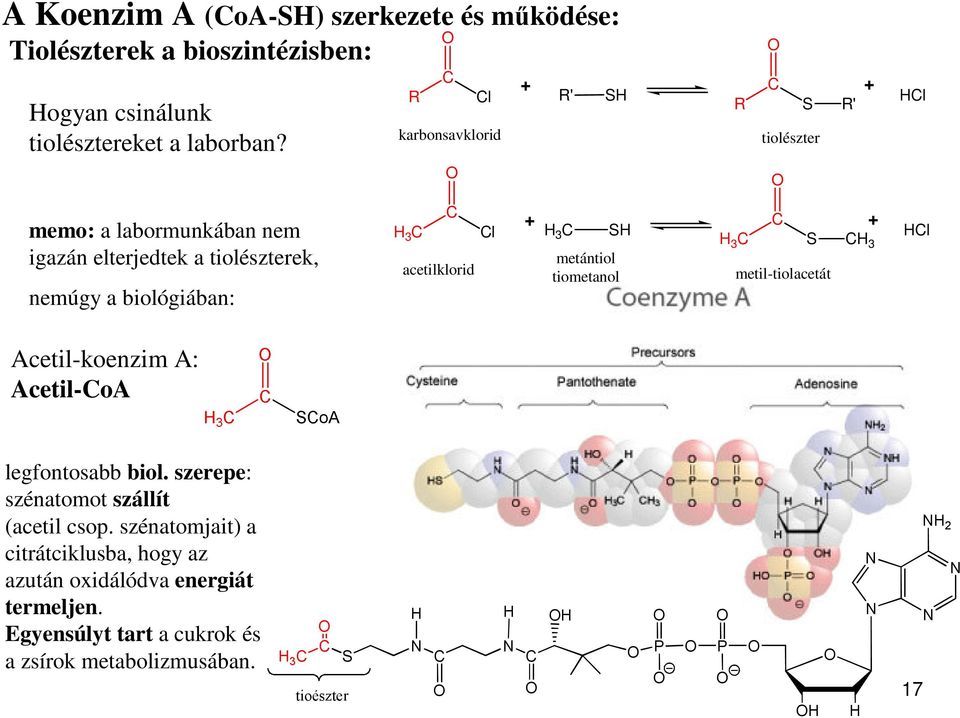 acetilklorid Cl + 3 C S metántiol tiometanol C 3 C S metil-tiolacetát C 3 + Cl Acetil-koenzim A: Acetil-CoA legfontosabb biol.