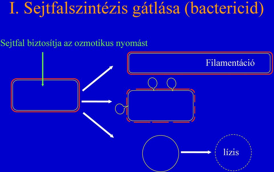 Sejtfal biztosítja az