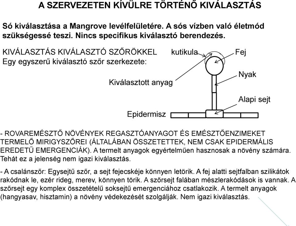 TERMELŐ MIRIGYSZŐREI (ÁLTALÁBAN ÖSSZETETTEK, NEM CSAK EPIDERMÁLIS EREDETŰ EMERGENCIÁK). A termelt anyagok egyértelműen hasznosak a növény számára. Tehát ez a jelenség nem igazi kiválasztás.