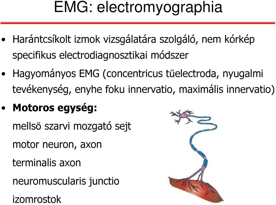 nyugalmi tevékenység, enyhe foku innervatio, maximális innervatio) Motoros egység: