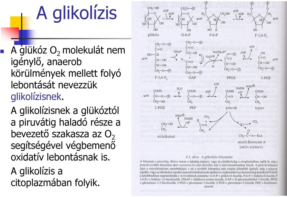A glikolízisnek a glükóztól a piruvátig haladó része a bevezető