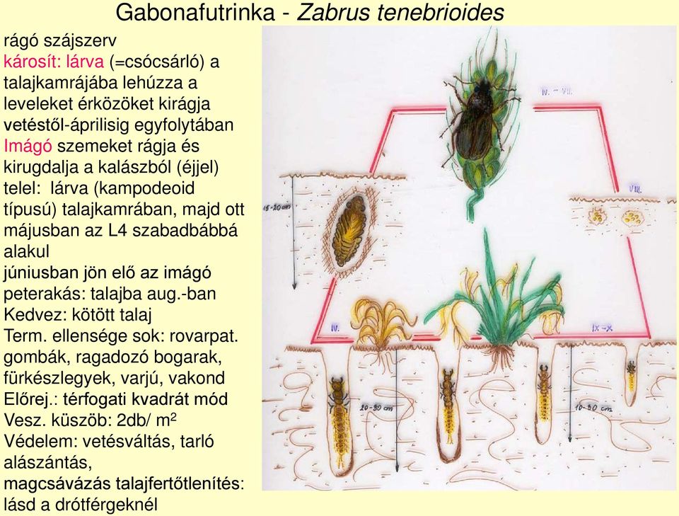 alakul júniusban jön elő az imágó peterakás: talajba aug.-ban Kedvez: kötött talaj Term. ellensége sok: rovarpat.