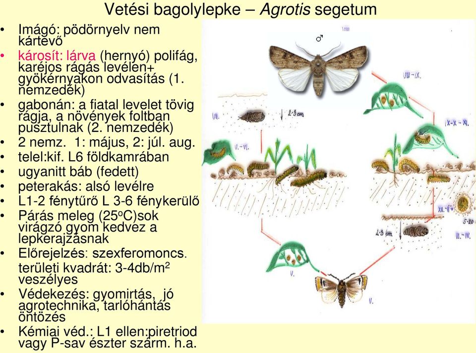 L6 földkamrában ugyanitt báb (fedett) peterakás: alsó levélre L1-2 fénytűrő L 3-6 fénykerülő Párás meleg (25 o C)sok virágzó gyom kedvez a lepkerajzásnak