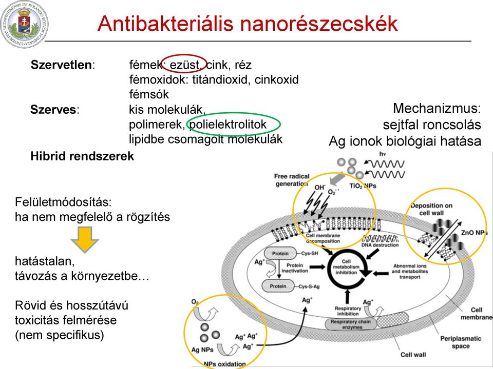 rendszerek Mechanizmus: sejtfal roncsolás Ag ionok biológiai hatása Felületmódosítás: ha nem