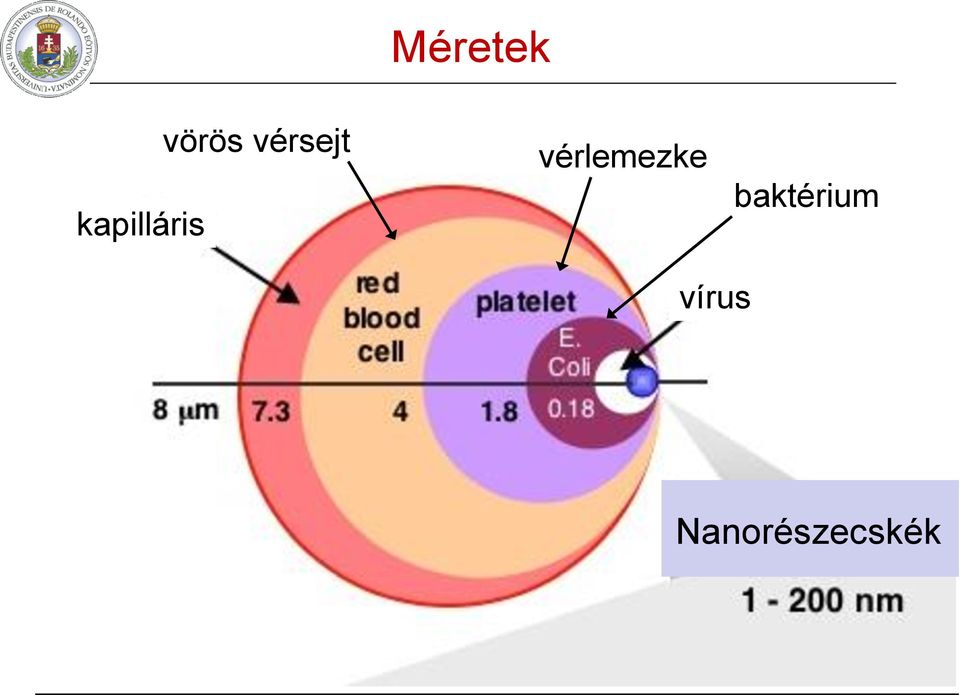 vérlemezke