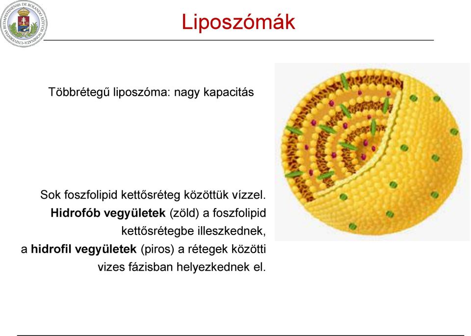 Hidrofób vegyületek (zöld) a foszfolipid kettősrétegbe